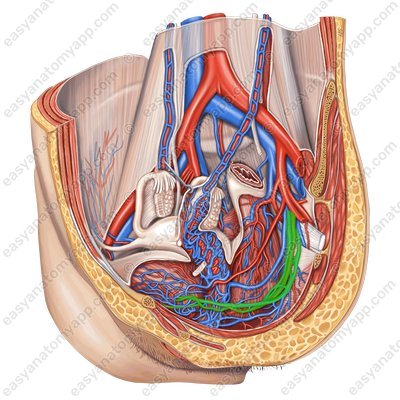 Мочепузырные вены (vv. vesicales) – с одноименными артериями